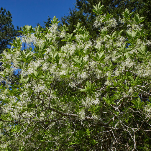 Chionanthus Virginicus