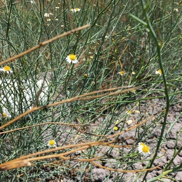 Chloracantha Spinosa