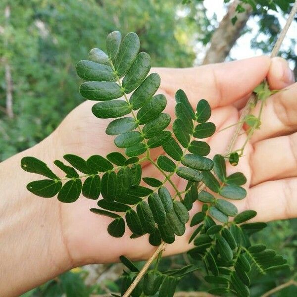 Chloroleucon Mangense