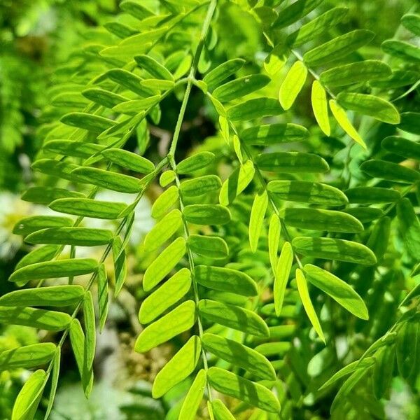 Chloroleucon Tenuiflorum