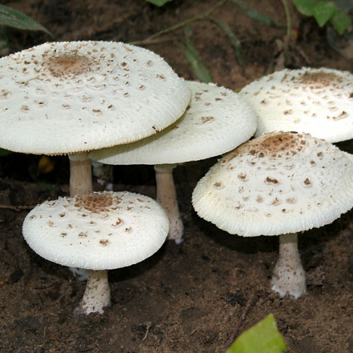 Chlorophyllum Brunneum