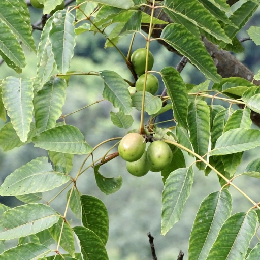 Choerospondias Axillaris