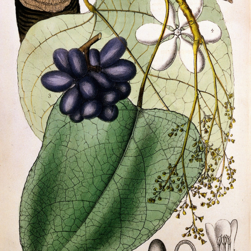 Chondrodendron Tomentosum