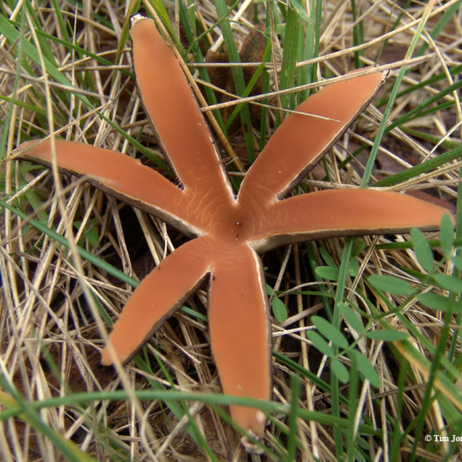 Chorioactis Geaster