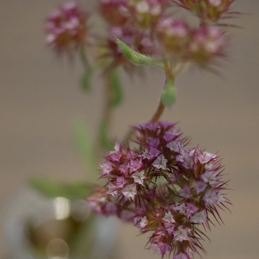 Chorizanthe Douglasii