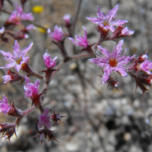 Fringed Spineflower