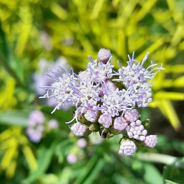 Chromolaena Arnottiana