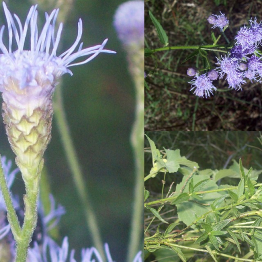 Chromolaena Ivifolia