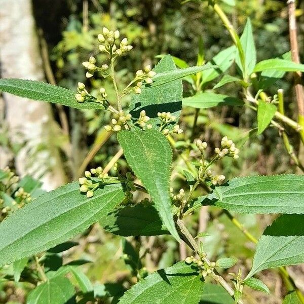 Chromolaena Laevigata