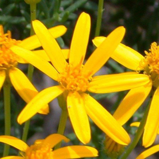 Chrysactinia Mexicana