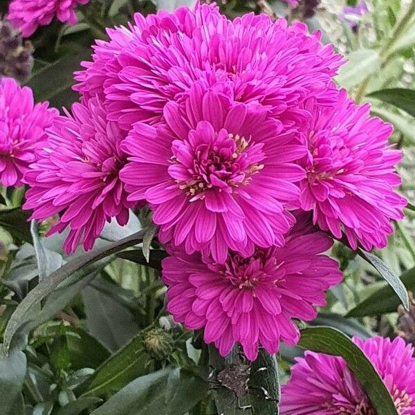Chrysanthemum × Grandiflorum