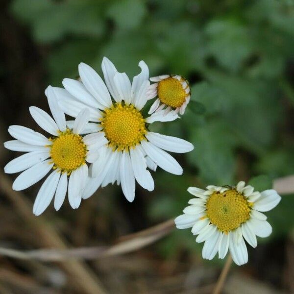 Chrysanthemum Makinoi