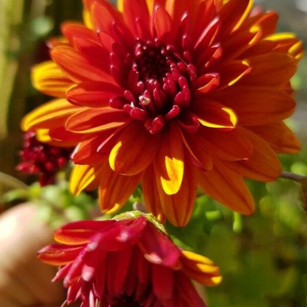 Chrysanthemum X Grandiflorum