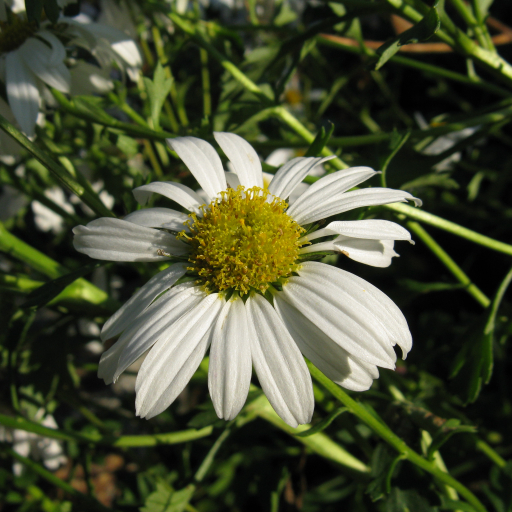 Chrysanthemum Zawadskii