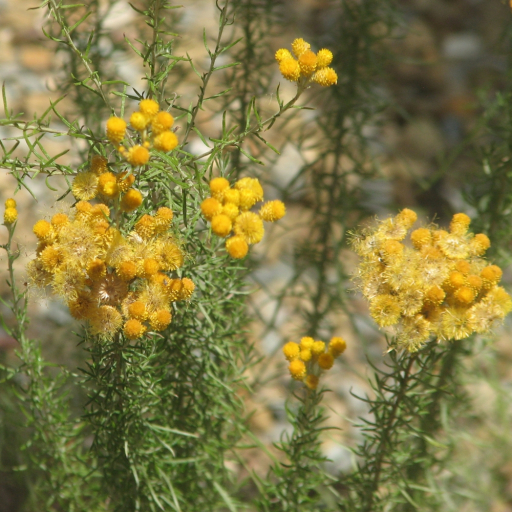 Chrysocephalum Semipapposum