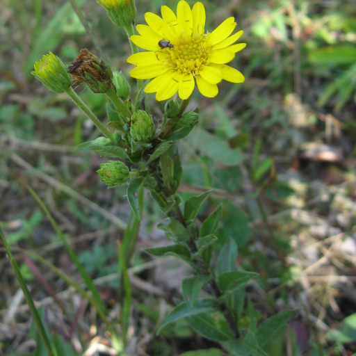 Chrysopsis Mariana