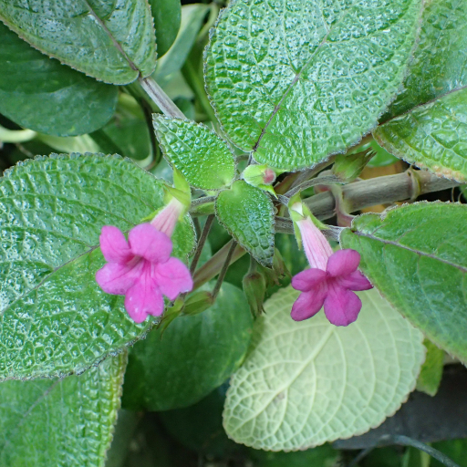 Chrysothemis Melittifolia