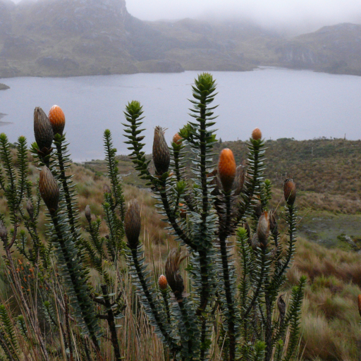 Chuquiraga Jussieui
