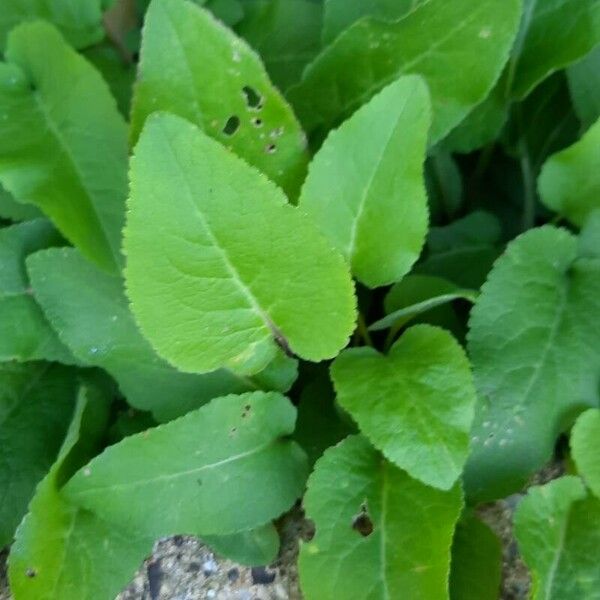 Common Blue Sow Thistle Cicerbita Macrophylla Plant Care How To common-blue-sow-thistle-cicerbita-macrophylla-plant-care-how-to