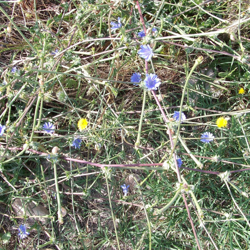 Cichorium Intybus