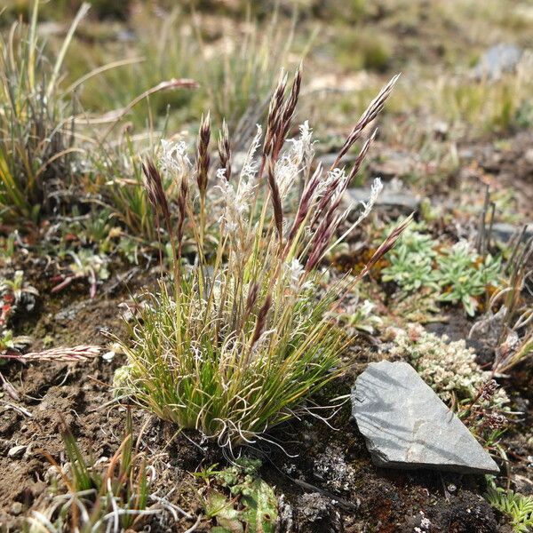 Cinnagrostis Vicunarum