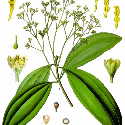 Cinnamomum Cassia
