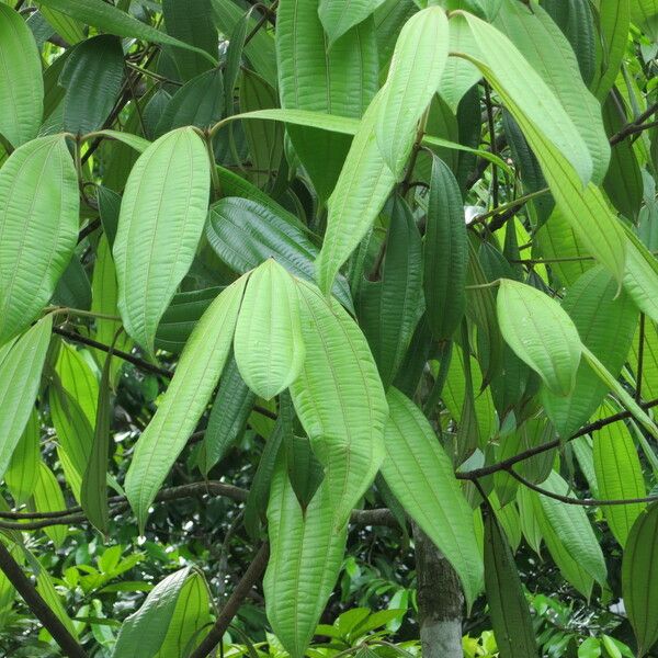 Cinnamomum Javanicum