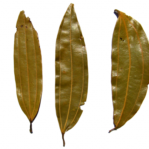 Cinnamomum Tamala