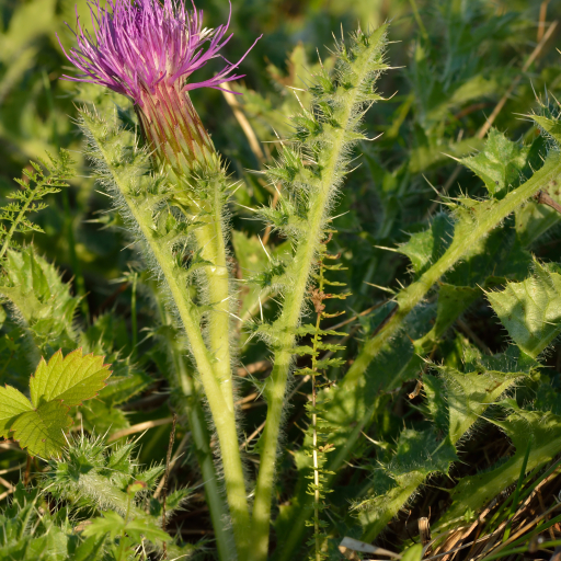 Cirsium Acaulon