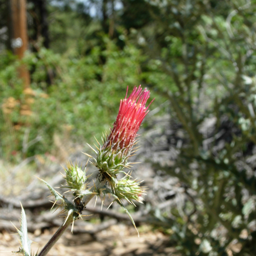 Cirsium Arizonicum