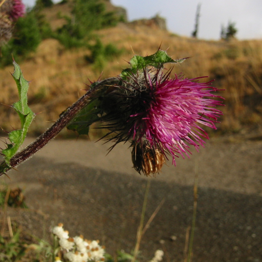 Cirsium Edule