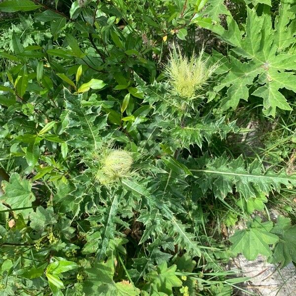 Cirsium Obvallatum