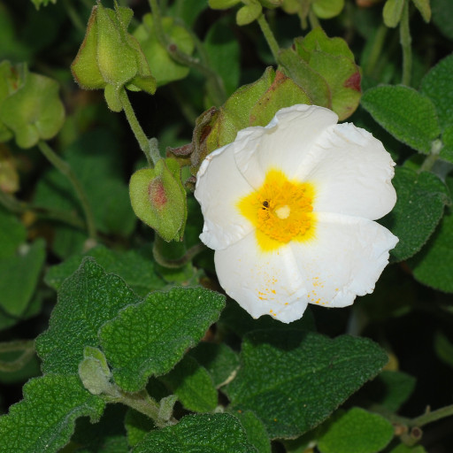 Cistus Salviifolius