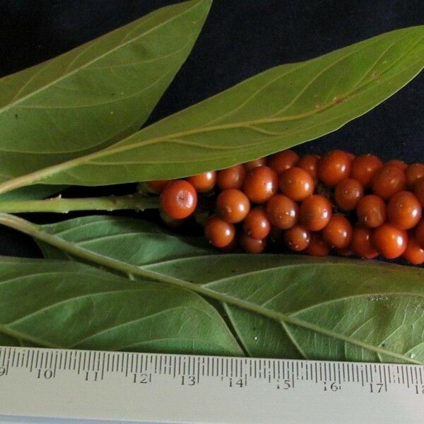 Citharexylum Cooperi