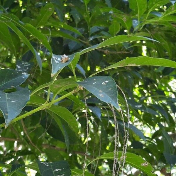 Citharexylum Donnell-smithii