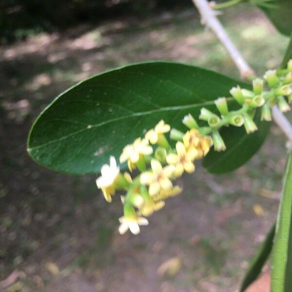Citharexylum Montevidense