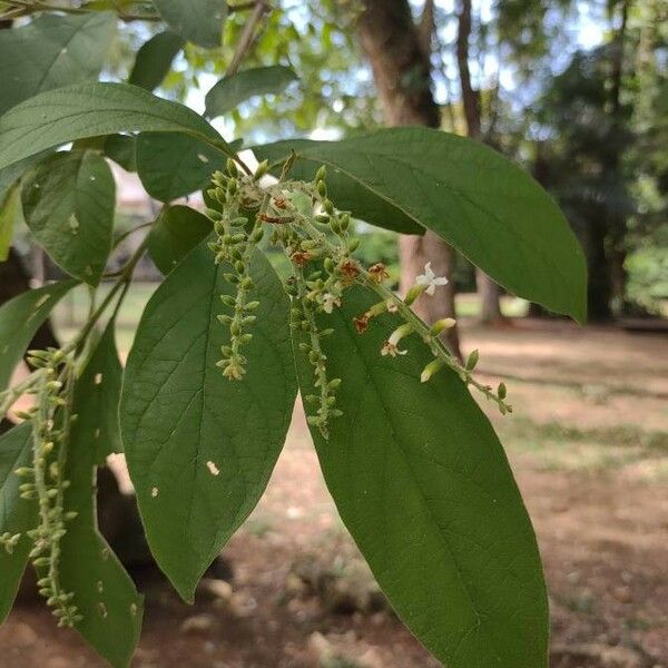 Citharexylum Myrianthum