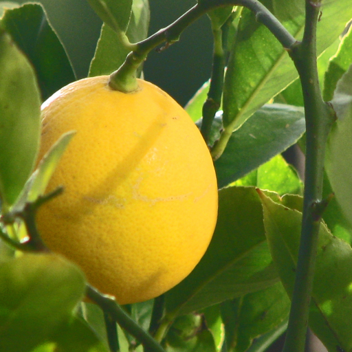 Citrus Meyeri