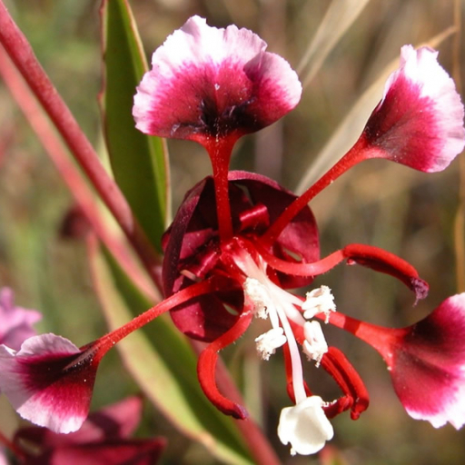 Clarkia Springvillensis