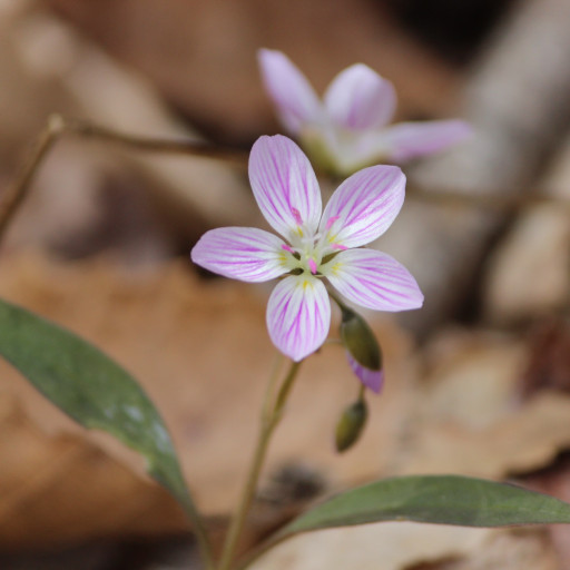 Claytonia Caroliniana