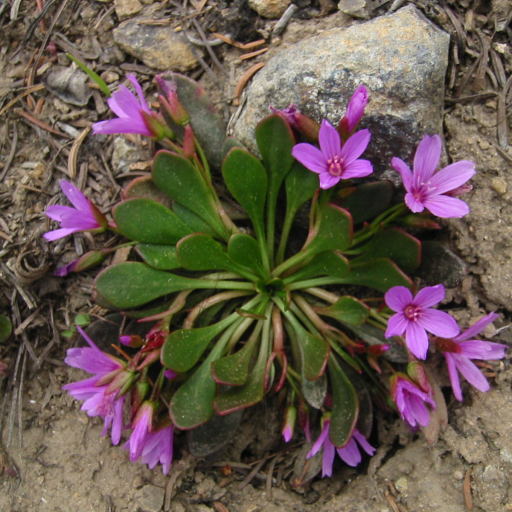 Claytonia Megarhiza