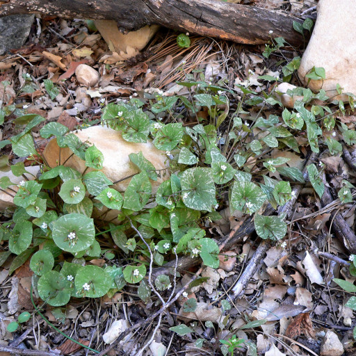 Claytonia Perfoliata