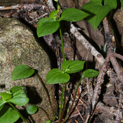 Claytonia Sibirica