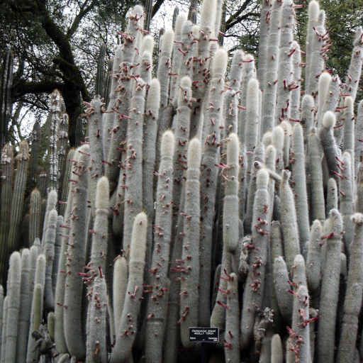 Cleistocactus Straussii