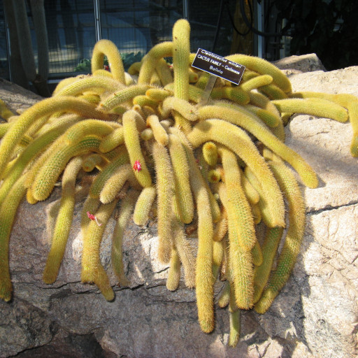 Cleistocactus Winteri