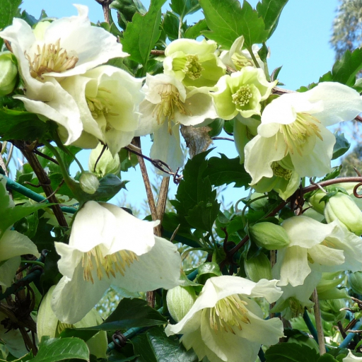 Clematis Cirrhosa