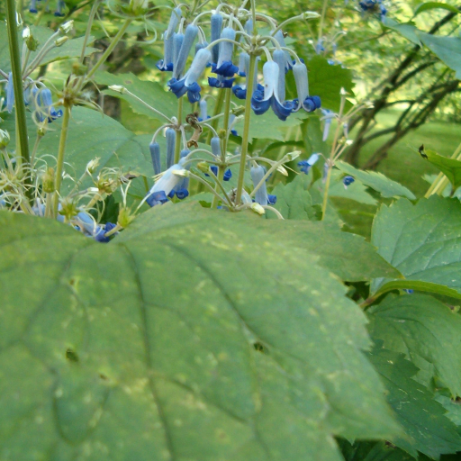 Clematis Heracleifolia