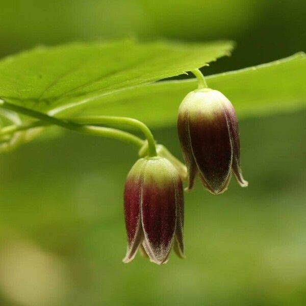 Clematis Japonica