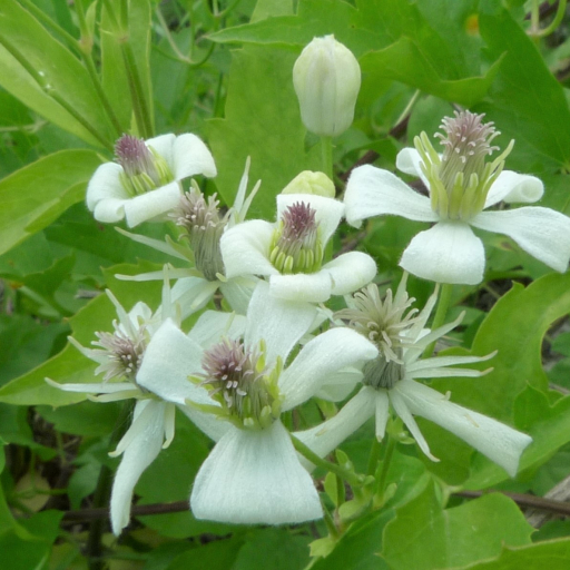 Clematis Ligusticifolia