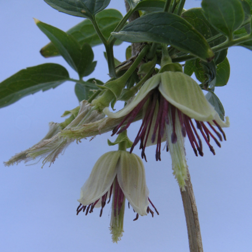 Clematis Napaulensis